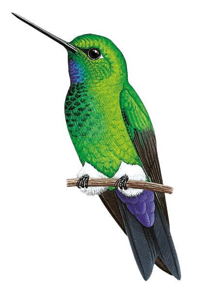 Turquoise-throated Puffleg