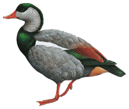 Crested Shelduck