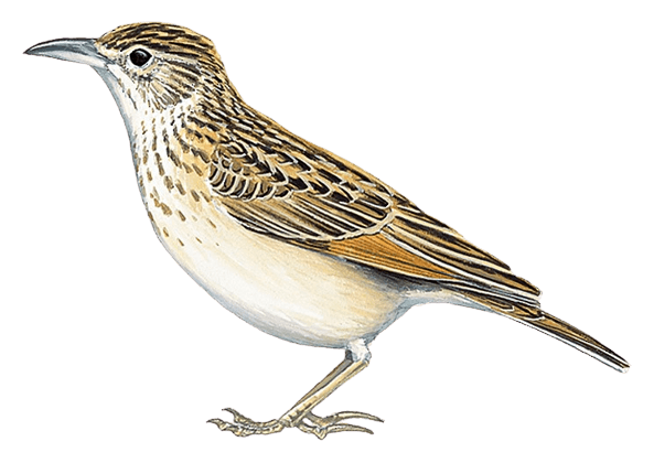 Somali Lark (Ash's)