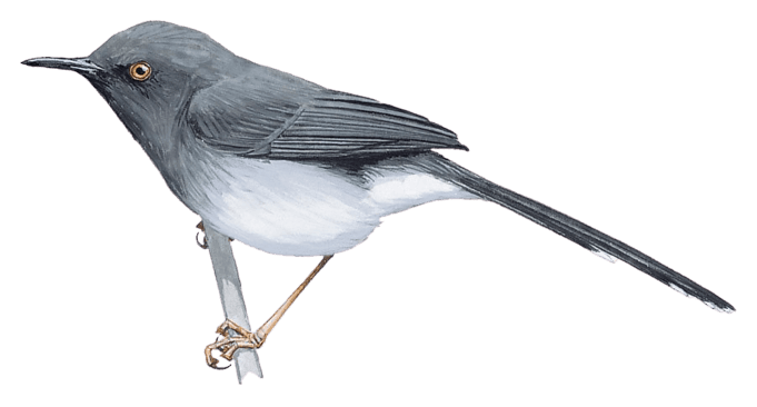 Kabobo Apalis