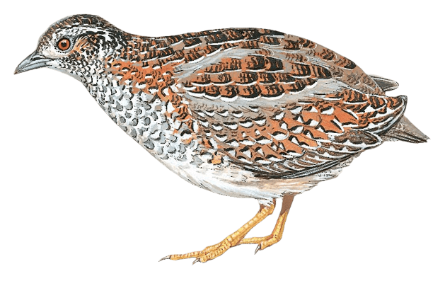 New Caledonian Buttonquail