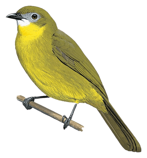 Prigogine's Greenbul