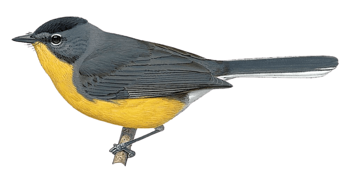 Saffron-breasted Redstart