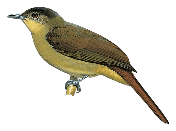 Sassi's Greenbul