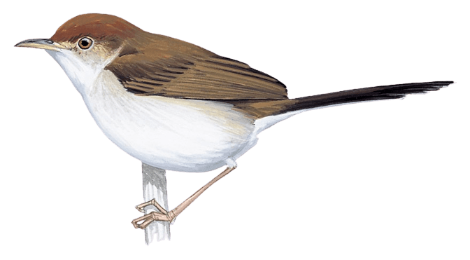 Slender-tailed Cisticola