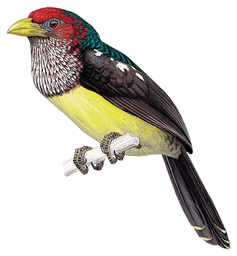 Togo Yellow-billed Barbet