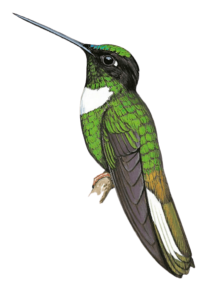 Vilcabamba Inca