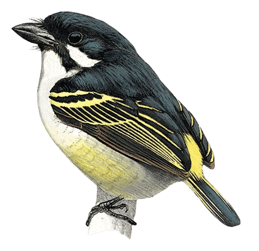 White-chested Tinkerbird